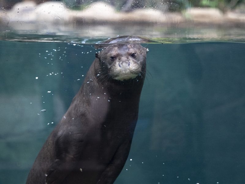 Loutre géante - Animaux extraordinaires du ZooParc