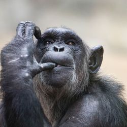 Chimpanzé - Animaux extraordinaires du ZooParc