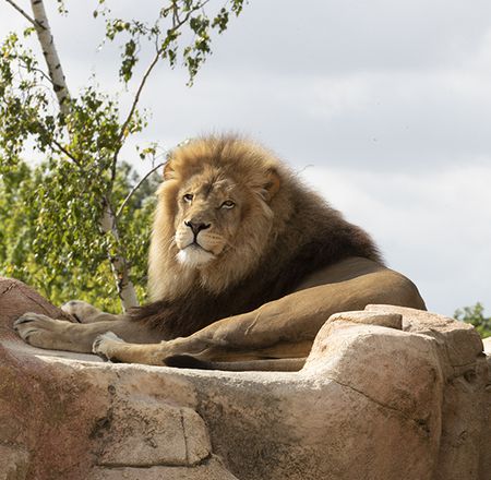 Les lions - Animation - Activité du ZooParc de Beauval