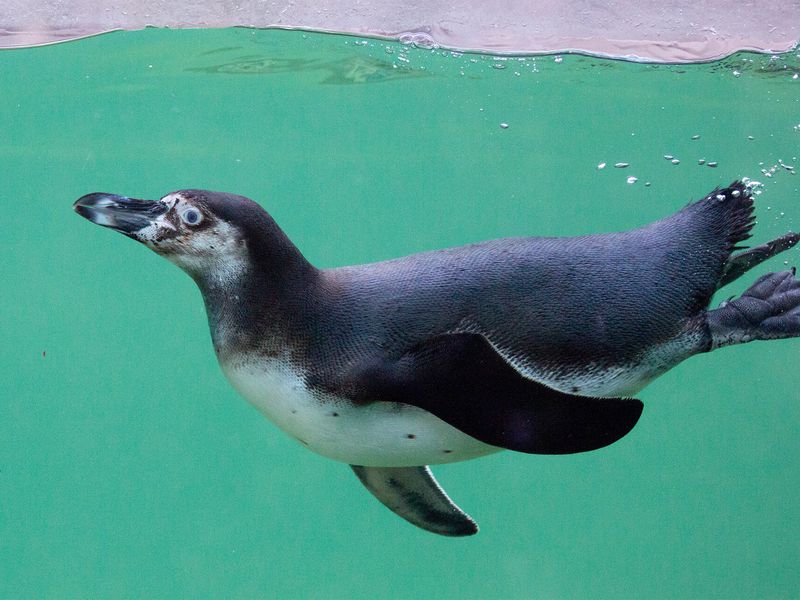 Manchot de Humboldt - Les animaux de L'Allée Historique - ZooParc de Beauval