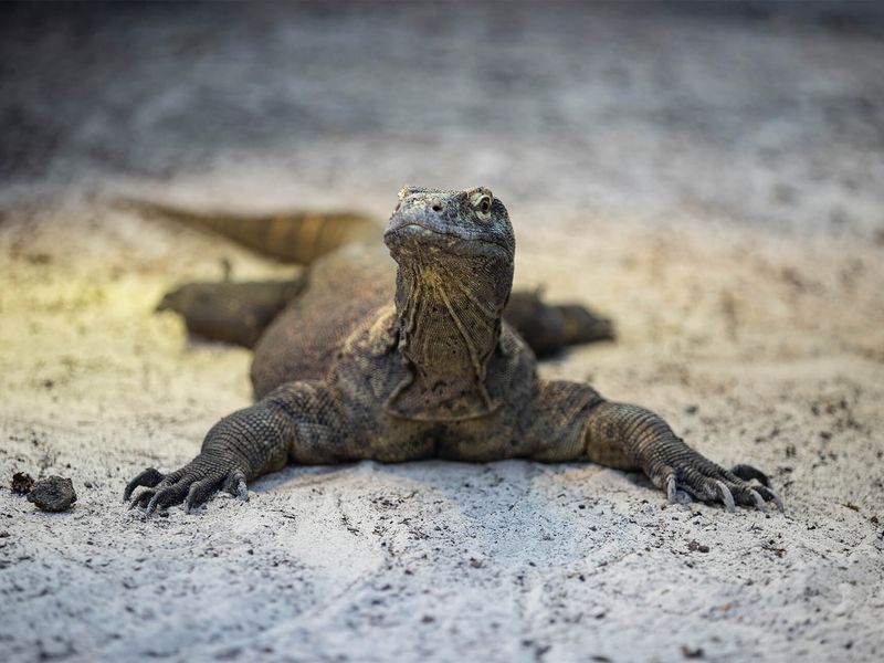 Dragon de Komodo - le plus gros des lézards - les animaux du Dôme Équatorial - ZooParc de Beauval Dragon de Komodo - le plus gros des lézards - les animaux du Dôme Équatorial - ZooParc de Beauval
