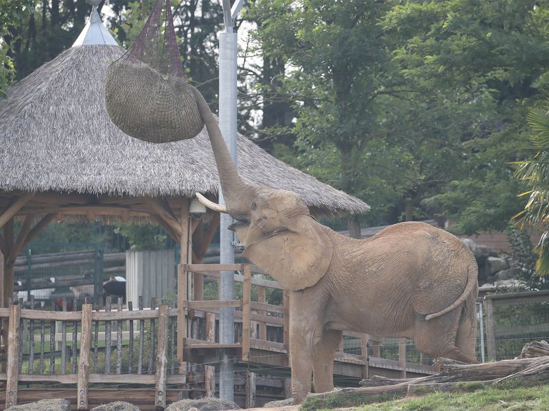 Éléphant utilisant sa trompe pour manger - Les animaux de La Plaine des Éléphants - ZooParc de Beauval