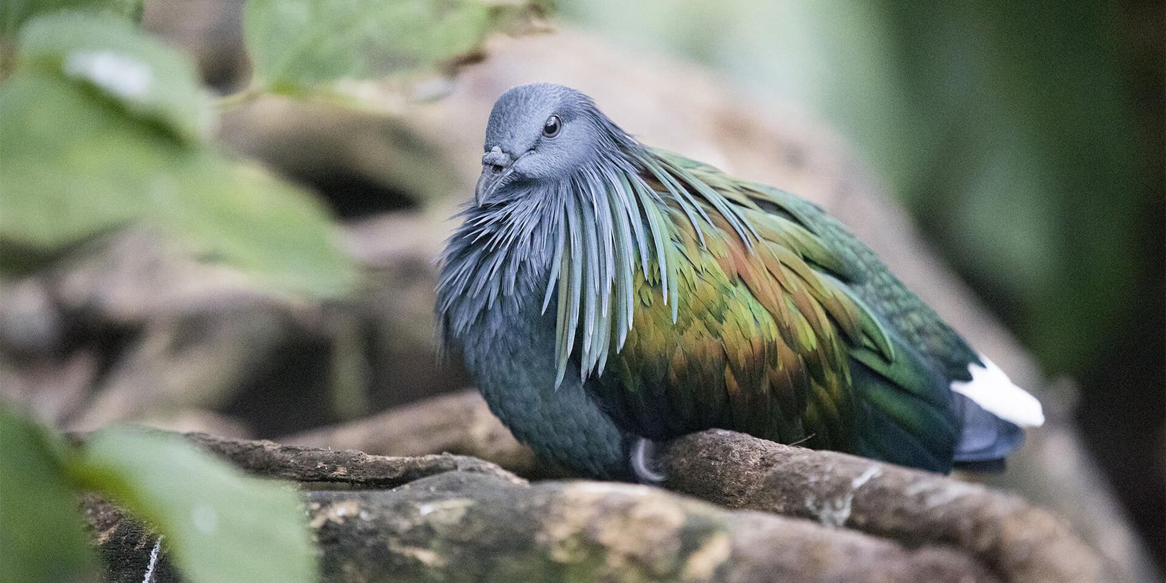 Pigeon nicobar - Les animaux de La Serre Tropicale des Oiseaux - ZooParc de Beauval
