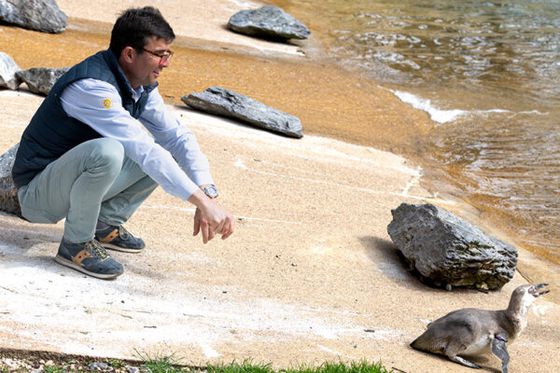 Un projet de sauvetage des dauphins de Marineland étudié à Beauval, à la demande du gouvernement