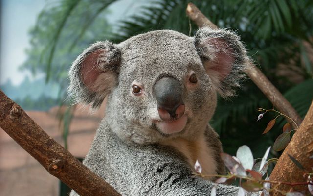 Koala - L'histoire du ZooParc