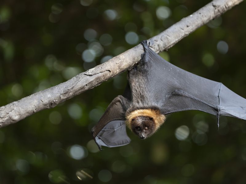 Rodrigues flying fox Rodrigues flying fox