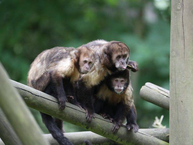 Groupe capucins - Les animaux des Allées des Petits Singes - ZooParc de Beauval