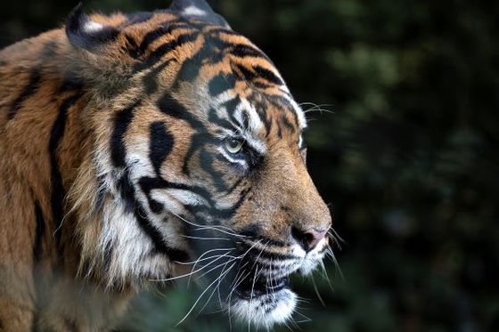 Préserver les espèces menacées : un engagement quotidien au ZooParc de Beauval