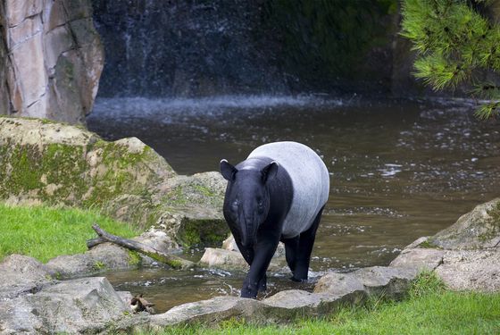 Malayan tapir