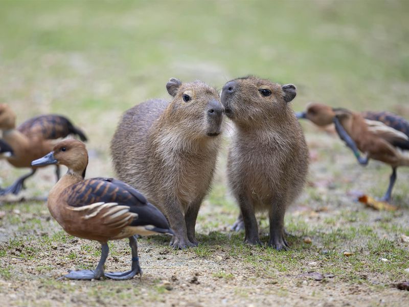 Capybara - Animaux extraordinaires du ZooParc