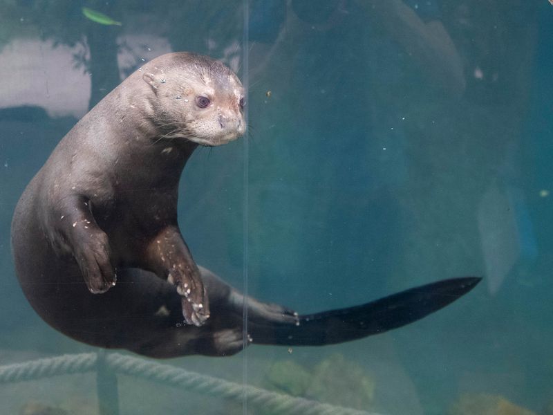 Loutre Geante Zooparc De Beauval