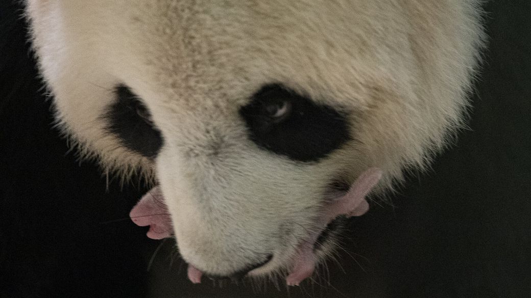 Huan Huan avec l'une de ses petites panda dans sa gueule - Bébés panda - ZooParc de Beauval