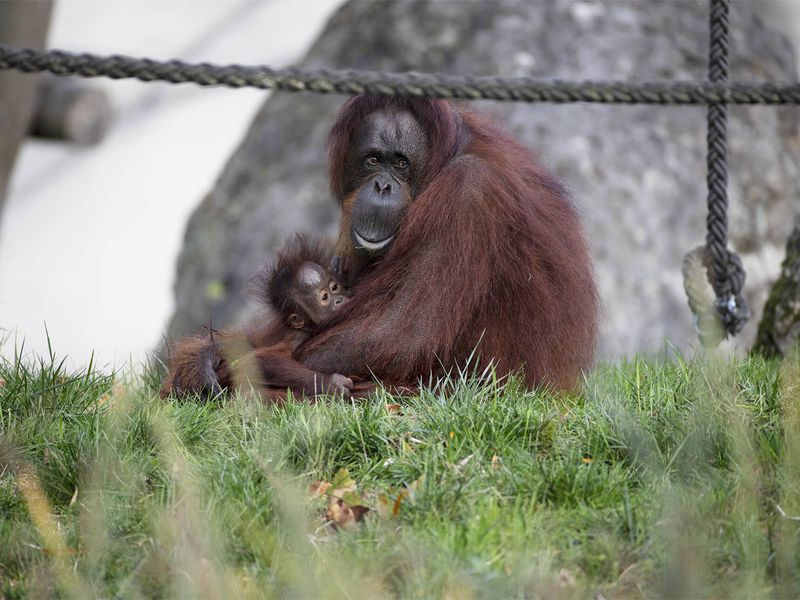 Orang-outan - Les animaux de La Serre des Chimpanzés et Orangs-outans - ZooParc de Beauval