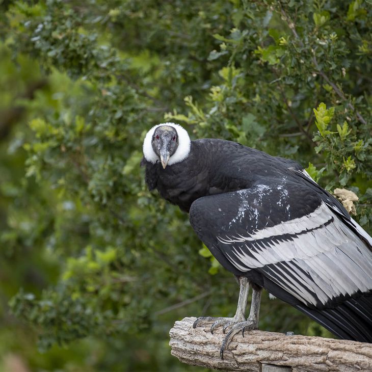 Condor des Andes - Animaux extraordinaires du ZooParc