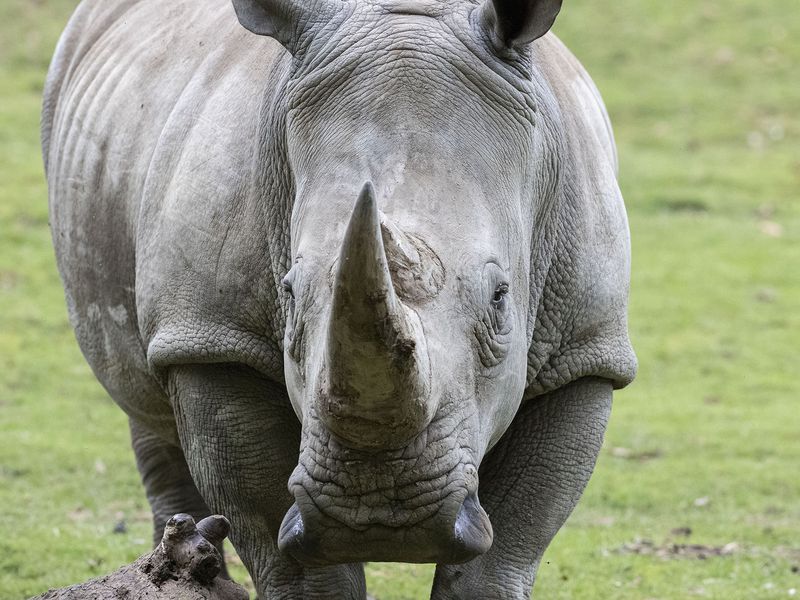 Rhinocéros blanc - Animaux extraordinaires du ZooParc