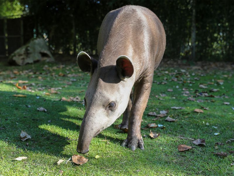 Tapir terrestre utilisant sa trompe - Les animaux de la Pampa Sud-Américaine - ZooParc de Beauval