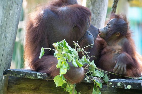 Journée mondiale des orangs-outans : protégeons les hommes de la forêt !