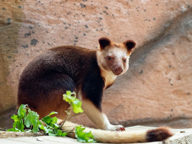 Kangourou arboricole - Animaux extraordinaires du ZooParc