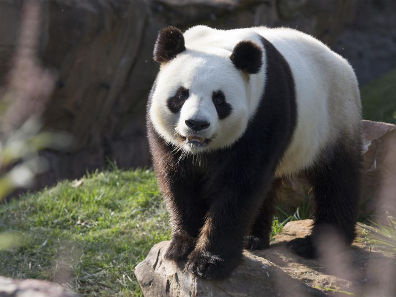 Giant panda, emblem of conservation - ZooParc de Beauval