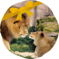 Offrir un cadeau - ZooPass - ZooParc de Beauval
