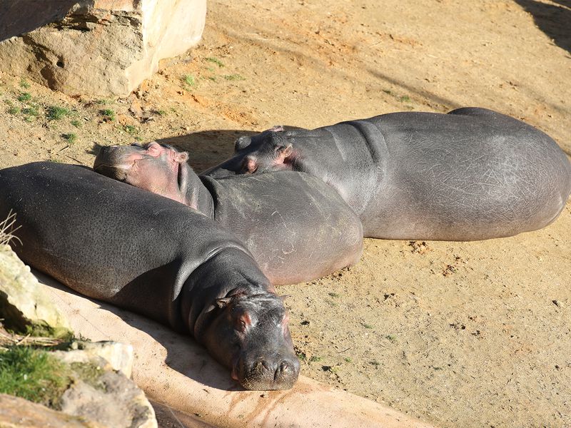 Hippopotames au soleil - Les animaux de La Réserve des Hippopotames - ZooParc de Beauval