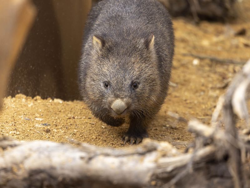 Wombat - Les animaux des Terres Rouges - Animal unique en France - ZooParc de Beauval