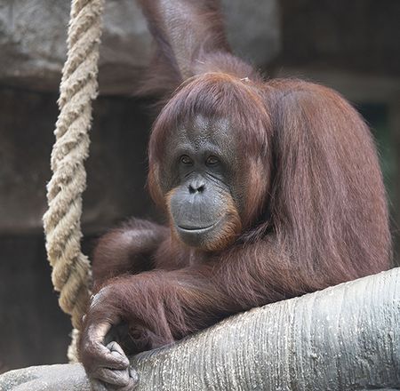 La Serre Tropicale des Chimpanzés et Orangs-outans