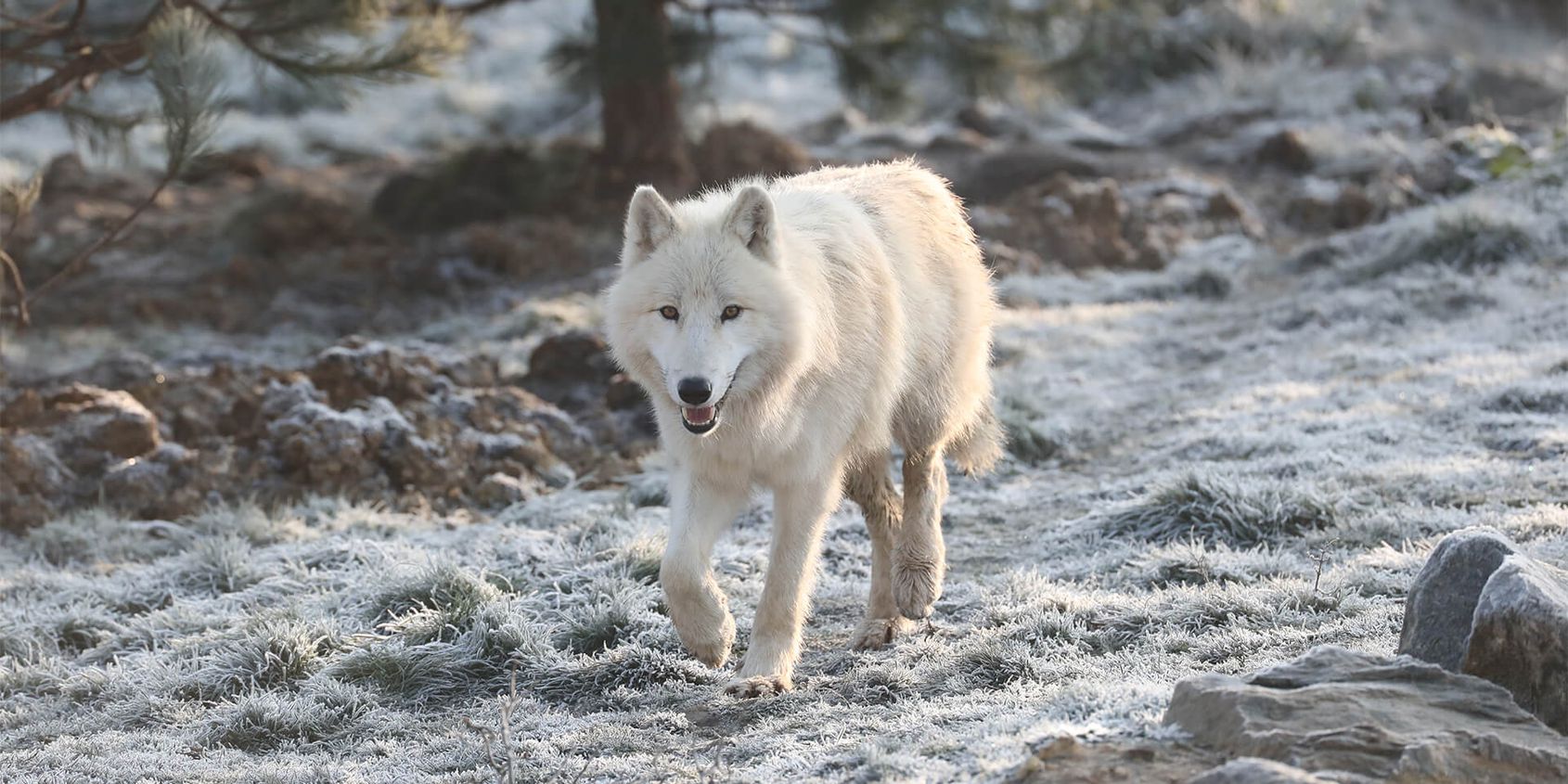 Loup arctique sur sol gelé - Les animaux du Territoire Nord-Américain - ZooParc de Beauval