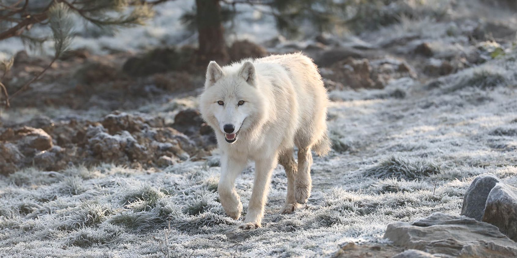 Arctic wolf