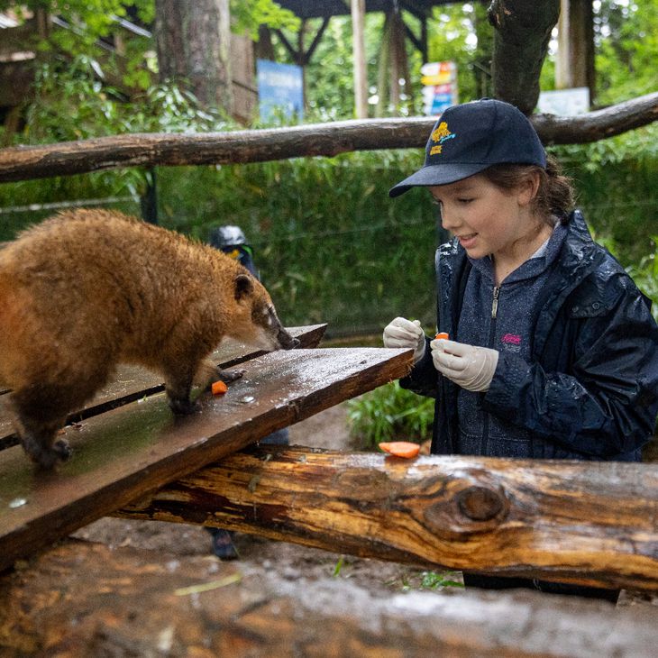 A child taking part in the Junior Keeper for a Day experience feeds a South American coati at ZooParc de Beauval.