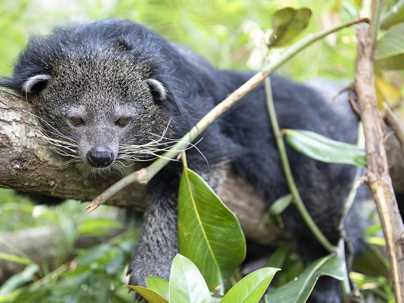 Binturong - Animaux extraordinaires du ZooParc