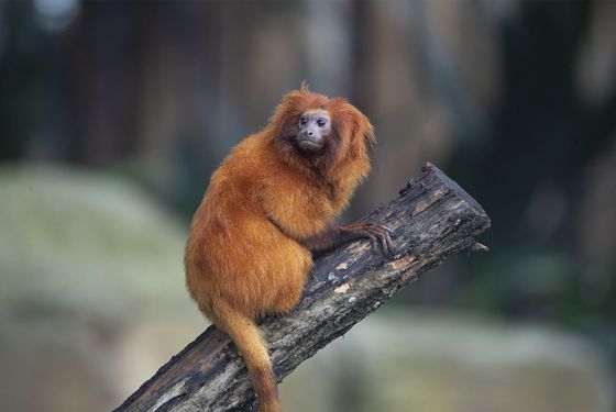 Tamarin lion doré