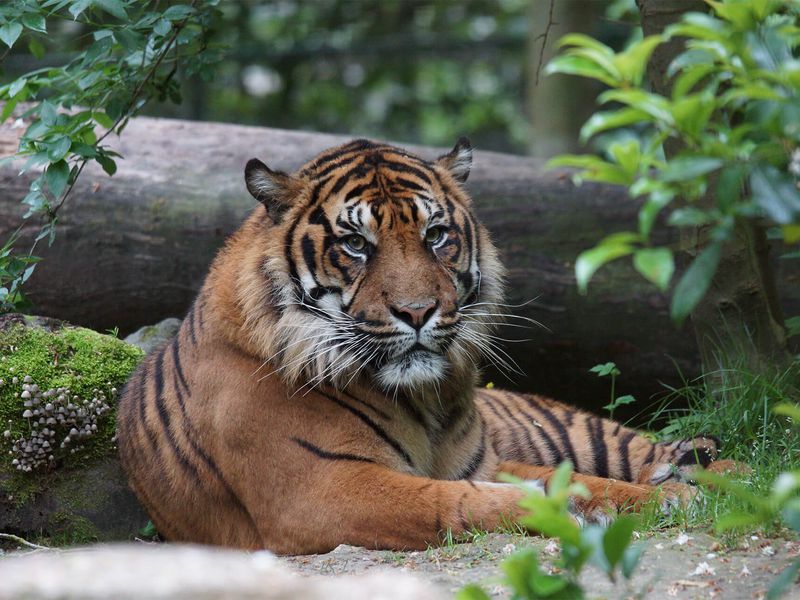 Asu, notre tigre de Sumatra - Les animaux du Bois des Fauves - ZooParc de Beauval