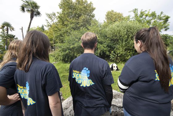 Activité adulte Soigneur d'un Jour - Rencontre avec les pandas - ZooParc de Beauval