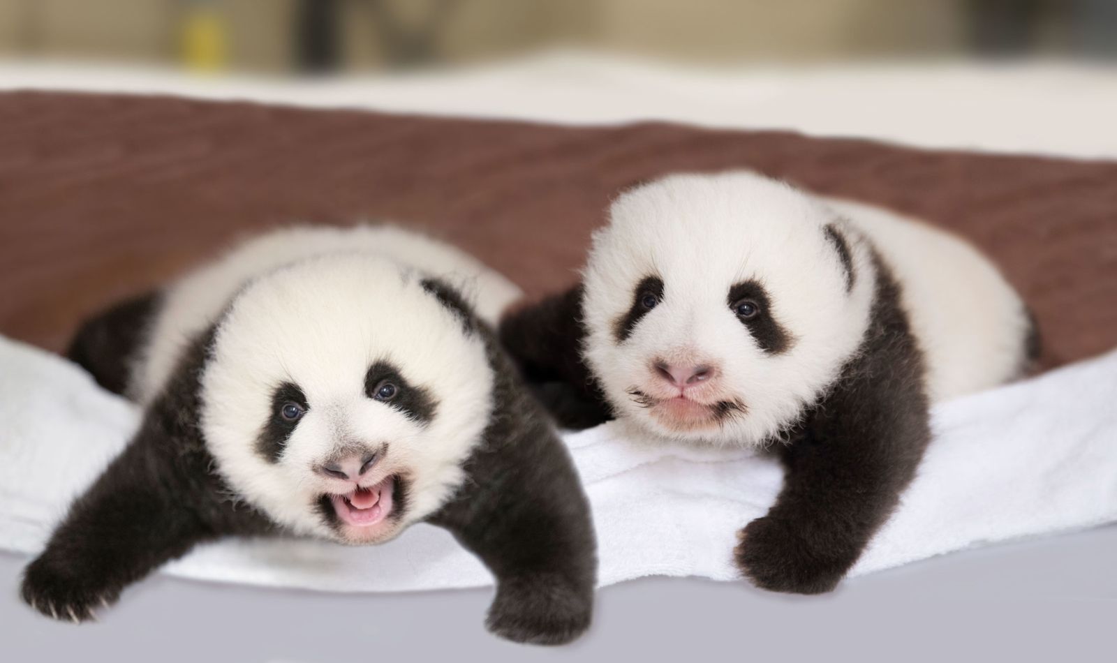 Quel est le nom du bébé panda ?