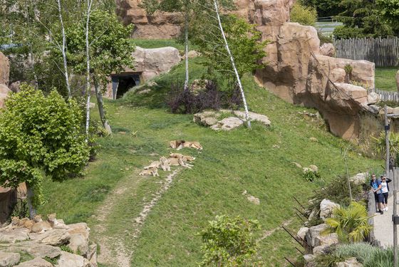 African lion  ZooParc de Beauval