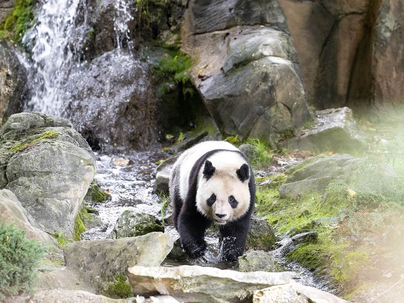 Yuan Meng, France's first baby panda - ZooParc de Beauval