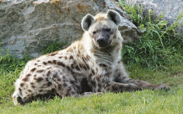 Hyène - L'histoire du ZooParc