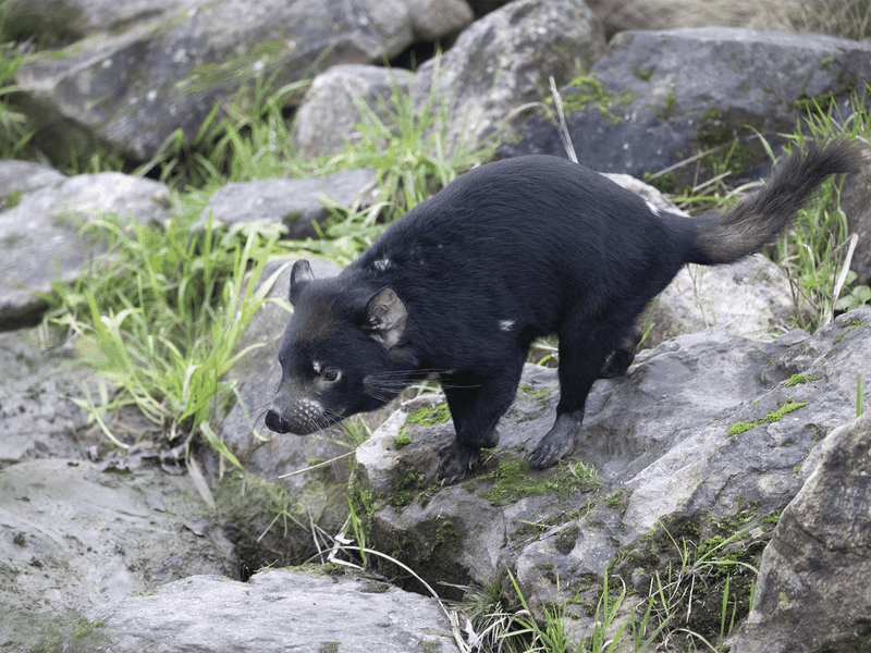 Diable de Tasmanie - Animaux du ZooParc de Beauval