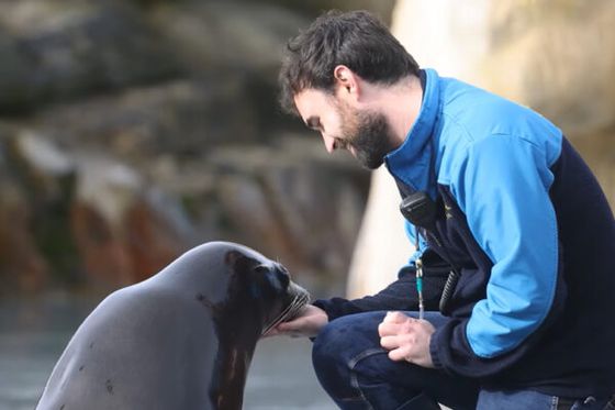 L’Odyssée des Lions de Mer réinventée à Beauval, à voir dès le 21 mars !