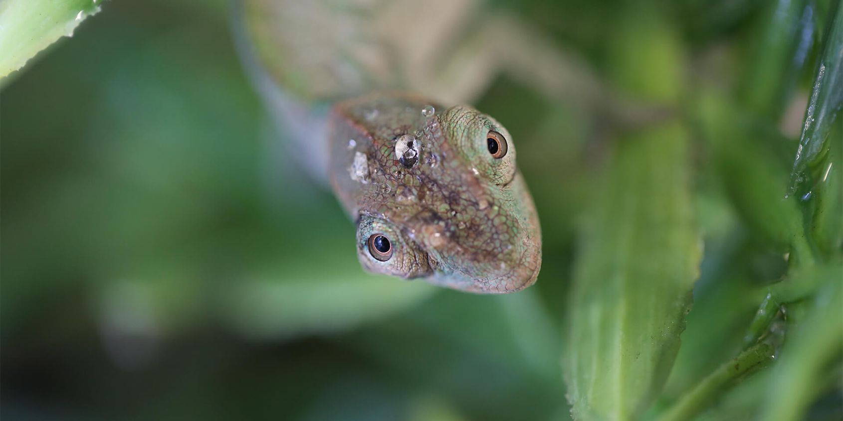 Caméléon panthère - Les animaux du Vivarium et Aquarium - ZooParc de Beauval