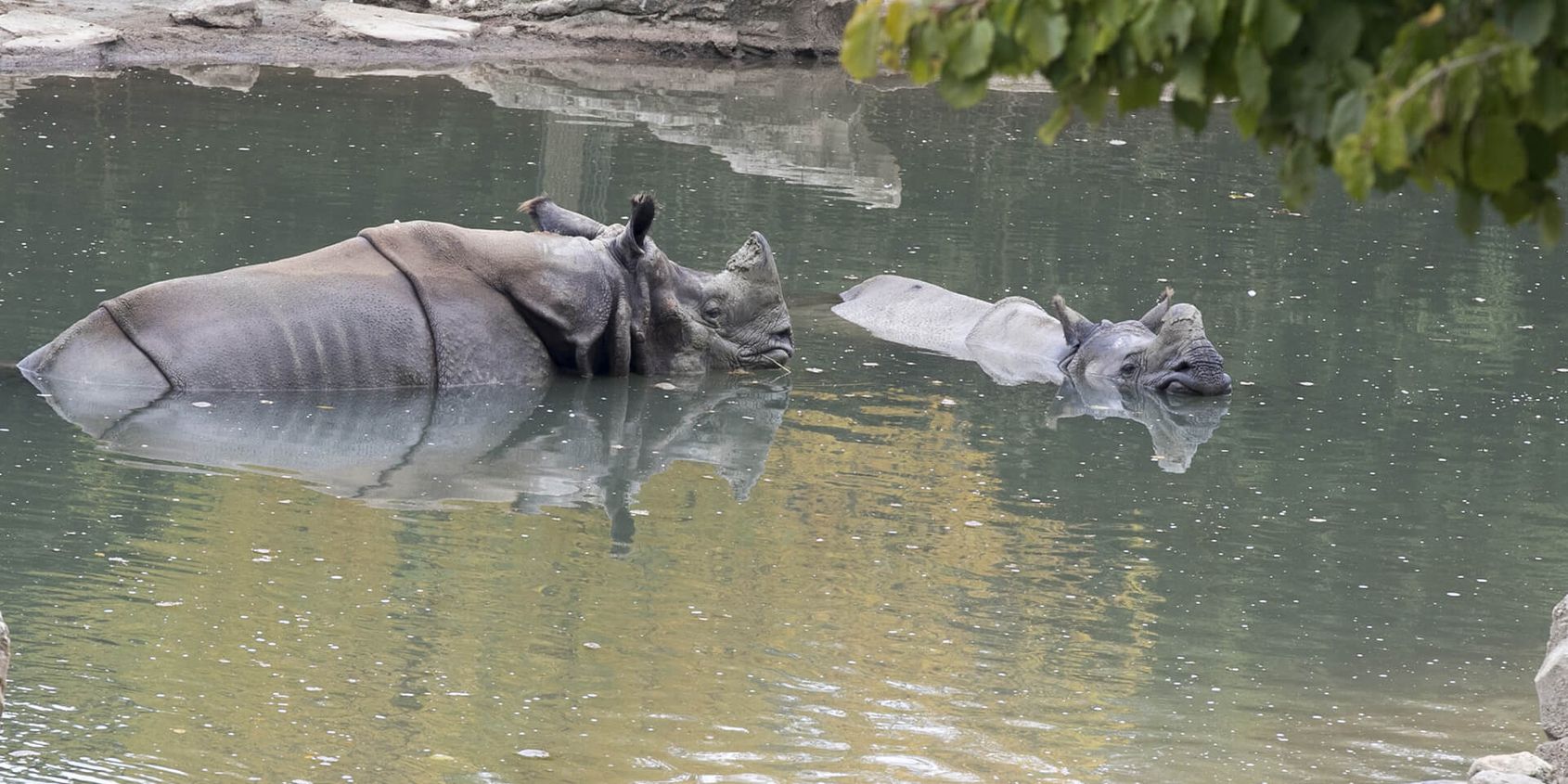 Rhinocéros indiens - Les animaux de La Plaine Asiatique - ZooParc de Beauval