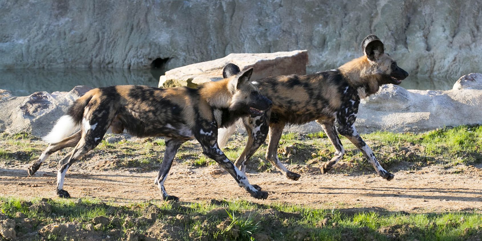 Lycaons - Les animaux de La Terre des Lions - ZooParc de Beauval