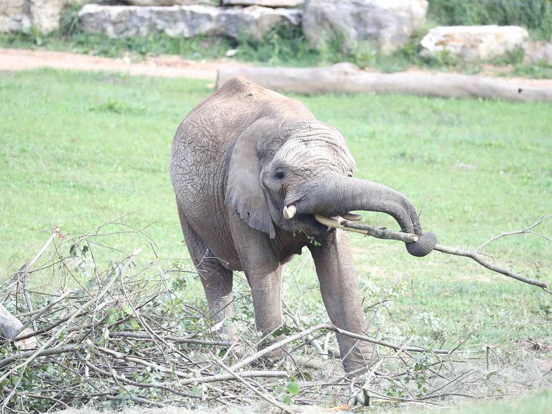 Trompe de l'éléphant - Les animaux de La Plaine des Éléphants - ZooParc de Beauval
