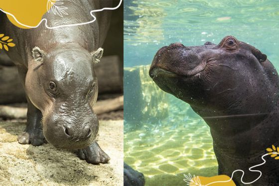 Célébrons la Journée mondiale des hippopotames !