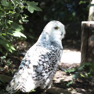 Harfangs des neiges