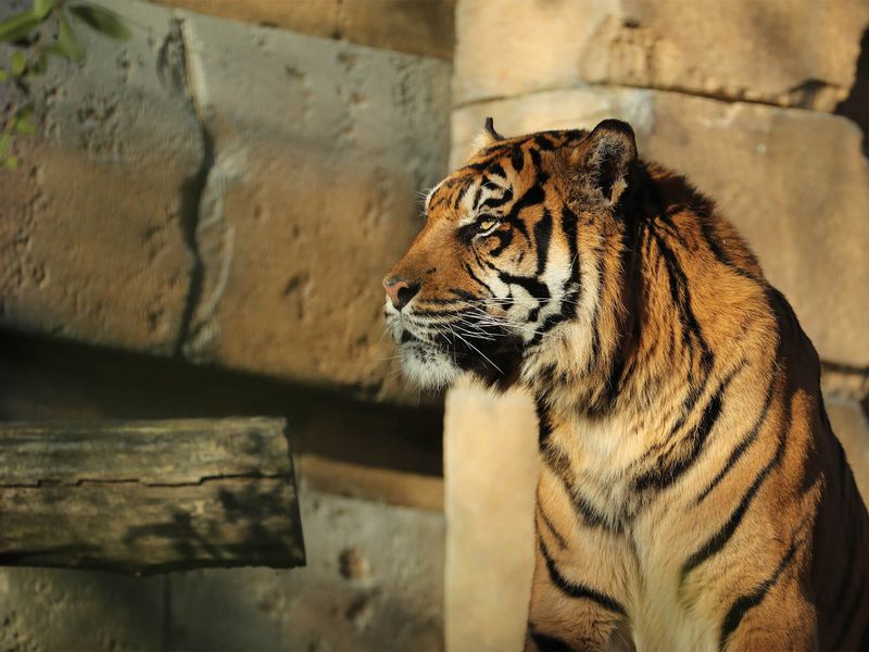 Tigre de Sumatra seul - Les animaux du Bois des Fauves - ZooParc de Beauval