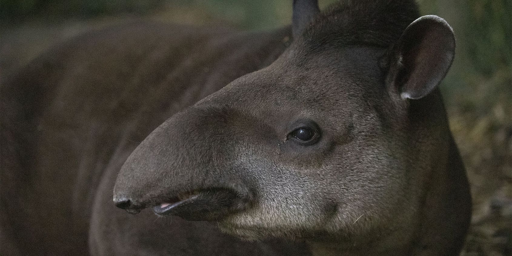 Profil tapir terrestre - Les animaux de la Pampa Sud-Américaine - ZooParc de Beauval