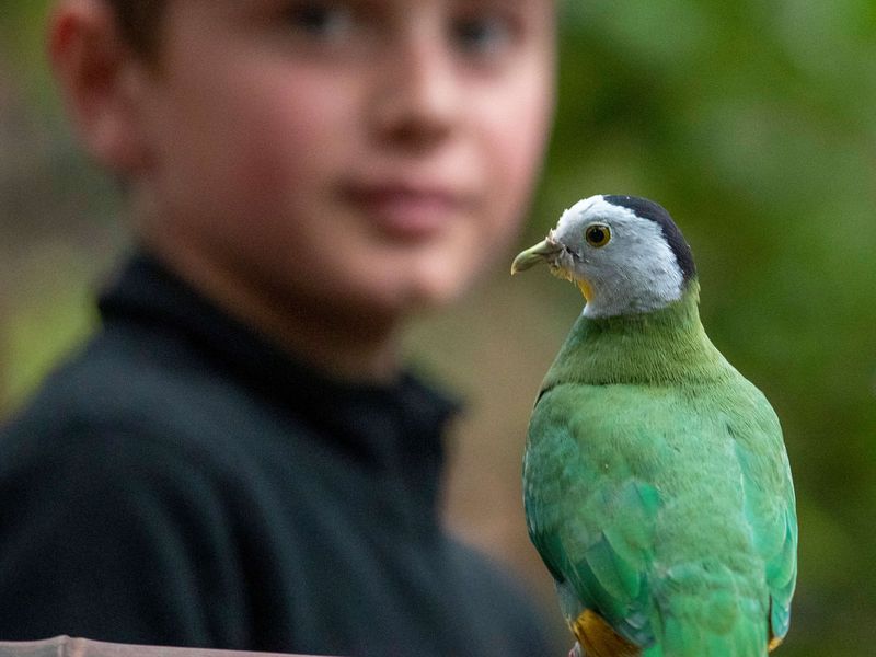 Au plus proche des oiseaux de la serre tropicale - Activité Zoo'Camp - ZooParc de Beauval