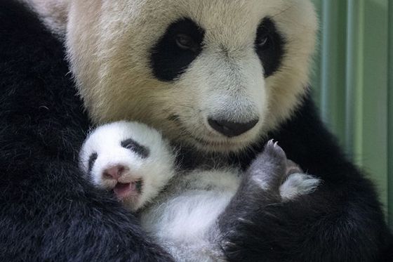 Bebes Panda 21 Zooparc De Beauval